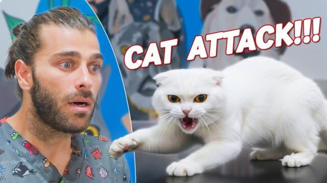 ISIRDI, TIRMAKLADI, SALDIRDI! (Yaramaz Yavru Kedi Kontrolden Çıktı!)