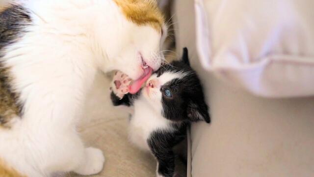 Mother Cat Gives Birth at Home 🐱 Watch Kittens Grow & Play