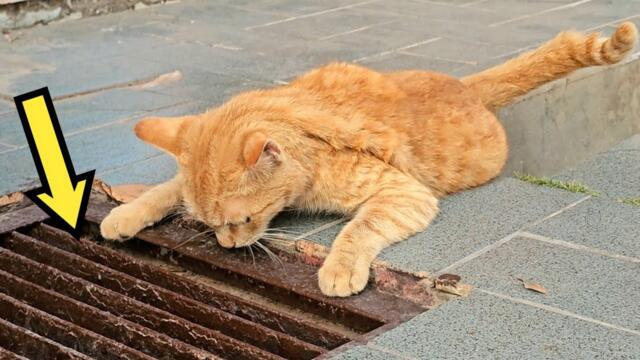 The cat was looking into the storm drain since morning, and when it was opened—people were shocked!