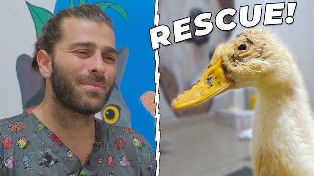 YAVRU ÖRDEĞE SALDIRAN KARGA! (Ağır Yaralanmış Ördek Yavrusunu Kurtarmak!)