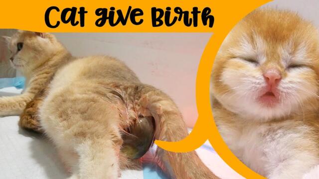Cat Giving Birth to 4 Kittens❗ Kittens were in a breech position