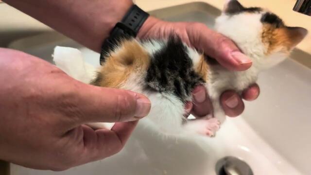 How to Stimulate a Kitten to Pee and Poo #foster #kitty