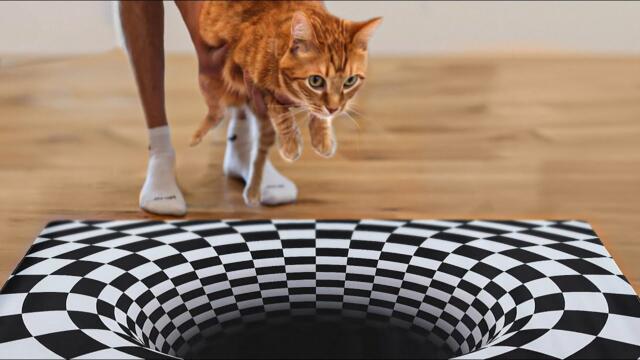My Cat Vs Optical Illusion Maze