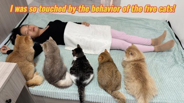 How do all the cats react when they think their beautiful owner is dead? So cute and hilarious!
