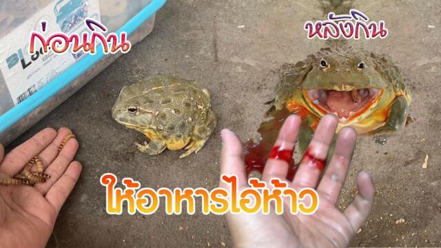 ให้อาหารไอ้ห้าว ด้วยมือเปล่า #กบ #กบยักษ์ #africanbullfrogs