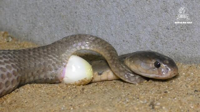 देखे पहली बार कोबरा को अंडा देते हुए लाइव कैमरा पे। Monocled cobra laying eggs live on camera.