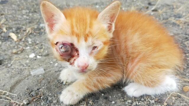 Unloved and Alone: The Stray Kitten With a Bulging Eye No One Dares to Help | Rescue Animals