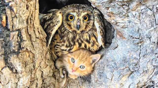 A kitten stayed close to an owl in the quiet woods—and something gentle happened.