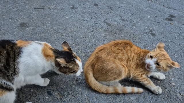 The bully cat Slaps all the cats in her Way.