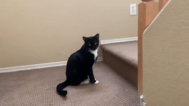 Botas🐈‍⬛🐈‍⬛🐈‍⬛🐈‍⬛🐈‍⬛