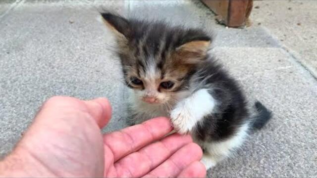 The Orphaned Kitten Waiting for Me Every Day 😿❤️