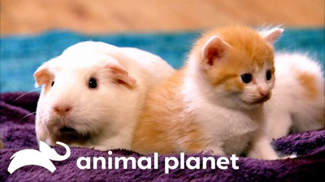 The Absolute Cutest of Kittens | Too Cute! | Animal Planet