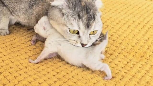 Mother cat carries and hides her kittens from everyone