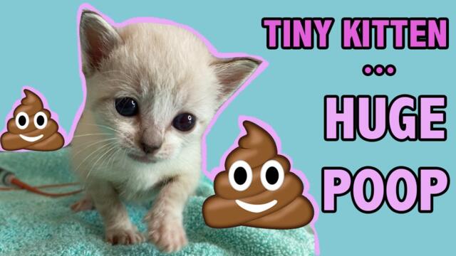 Tiny Constipated Kitten Gets an Enema...and Has a HUGE POOP!