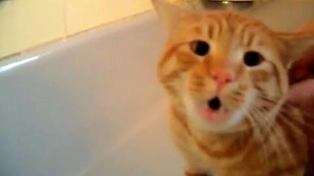 Official Video: Cat Bath Freak Out -Tigger the cat says 'NO!' to bath