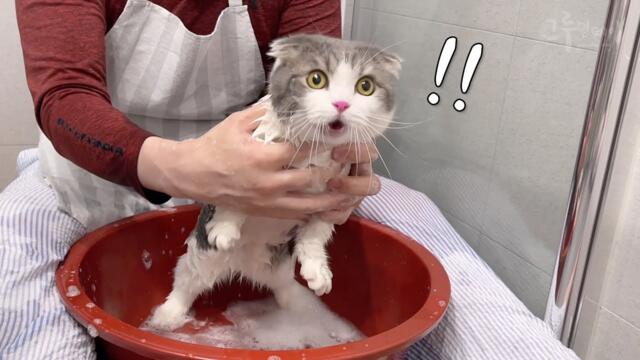 3년만에 목욕하다 목청터진 고양이