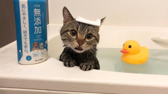 お風呂が好きすぎて1人で湯舟につかってリラックスする猫w