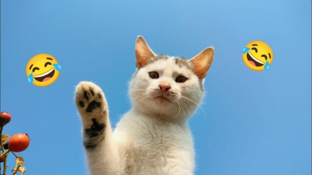 CATS FUNNY CUTE VIDEOS 🐾 970