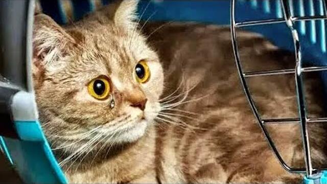 Der Kater wusste, dass sie gekommen waren, um ihn einzuschläfern! Er tat etwas Unerwartetes!