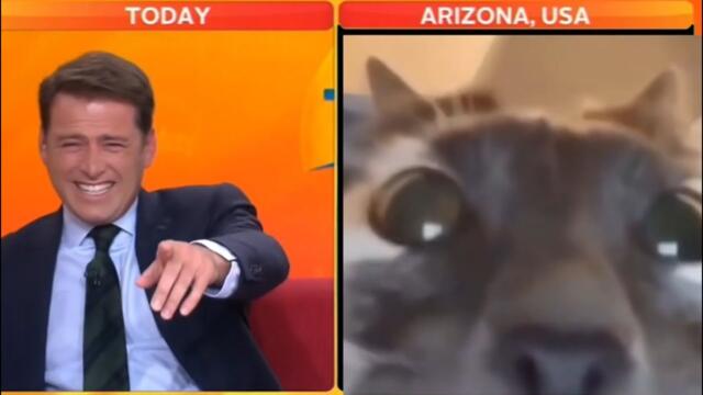 When Your Cat Interrupts Your News Broadcast