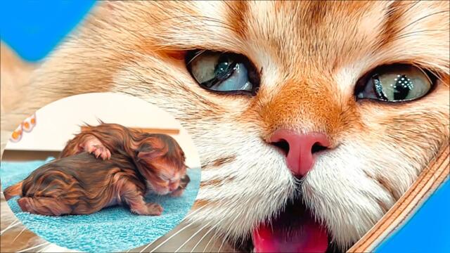 We Held Our Breath as Zlata Gave Birth - 7 Healthy Kittens Arrived!