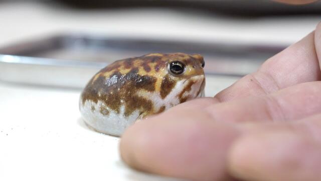 Rain frogs, Wake up. Cute assortment 🎁8