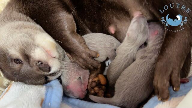 Baby Otters Born