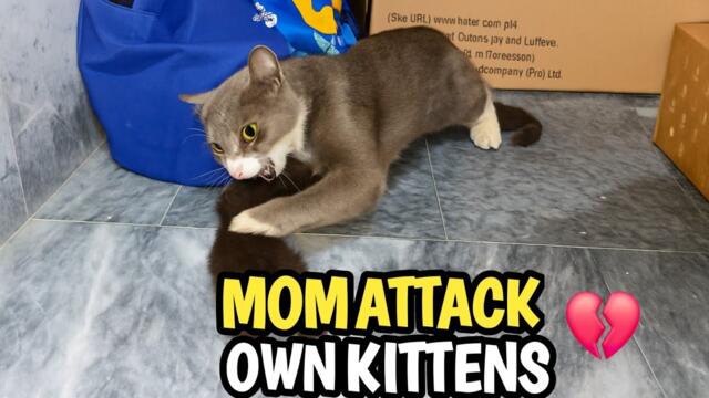 Cat Hides From Her Own Babies 😿 Fighting attacking Instead of Caring