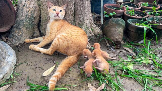 Tired and Afraid... She Can't Bear to Lose Her Little Ones Again.