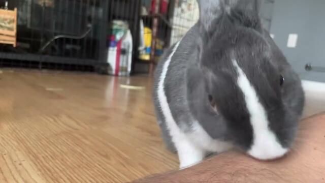 I Need to Groom My Human