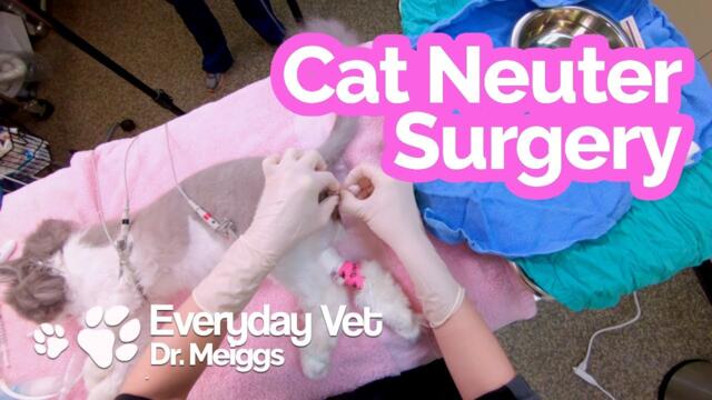 Cat Neuter Surgery | A walkthrough of the surgical procedure