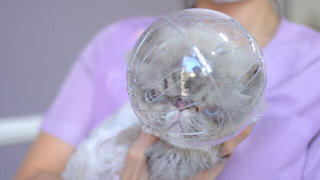 How cut ferocious cat´s hair! 😻🛁✂️❤️The last part will be a gentle cat!!