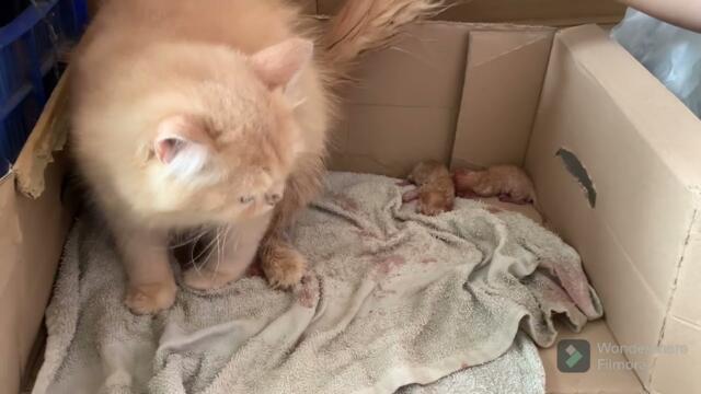 Cherry giving birth to dead Kitten 😢😢😢😢 | Cute Persians