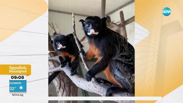 Новите обитатели на Зоопарка в Бургас: Червено-коремни тамарини