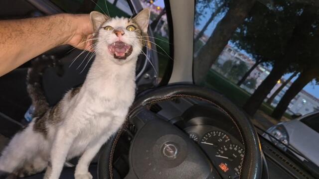 "A Stray Cat Pleads With Me Not to Leave- Heartbreaking Moment"
