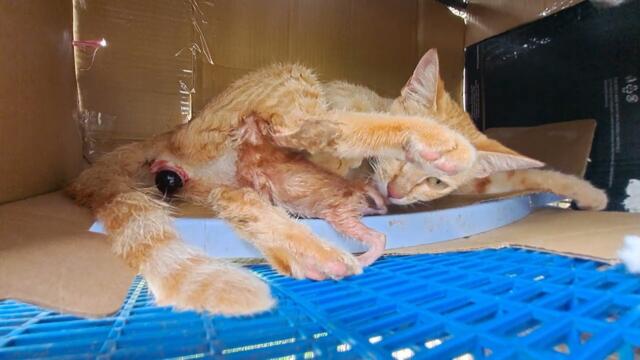 @貓自然分娩全過程