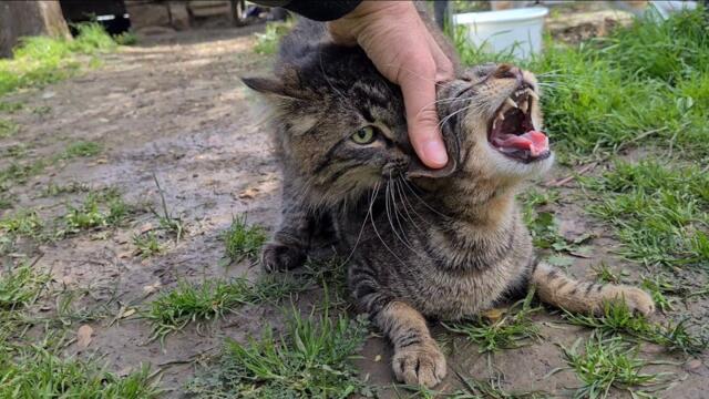 Male cat thinks other male cat is female.