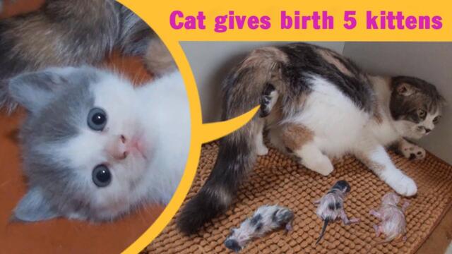 Mama Cat Gives Birth to 5 Adorable Kittens – Full Video.