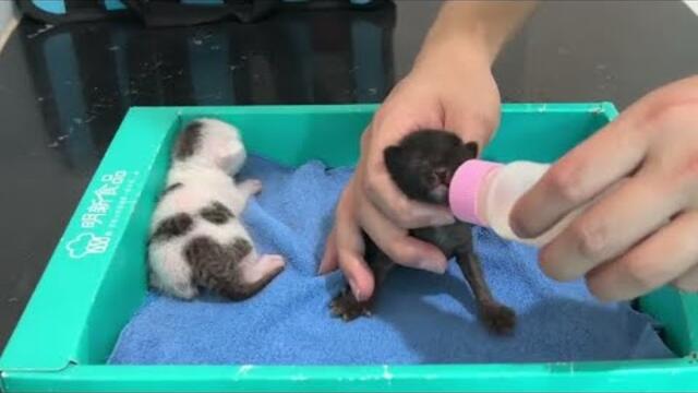 Adopt two tiny, lonely kittens who made a fuss during their first feeding