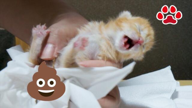 【うんちに注意！】もりもり出てきた！赤ちゃん子猫の初めてのうんち【瀬戸のミエル日記】