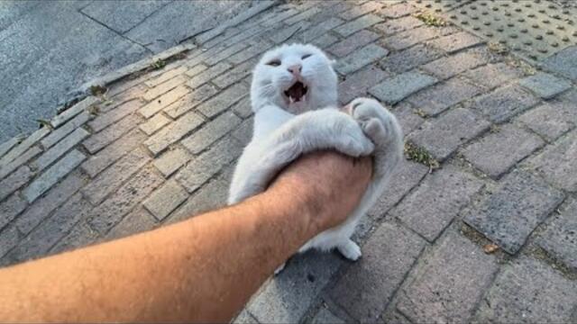 Angry White Cat got very Angry when she saw the other cat.