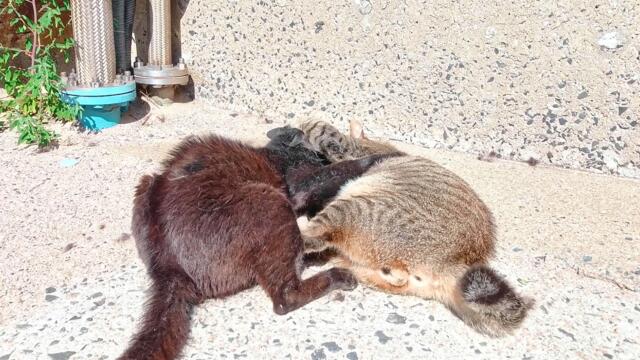 【⚠️閲覧注意】😼強烈すぎるボス猫同士の喧嘩！何があったの？！😣