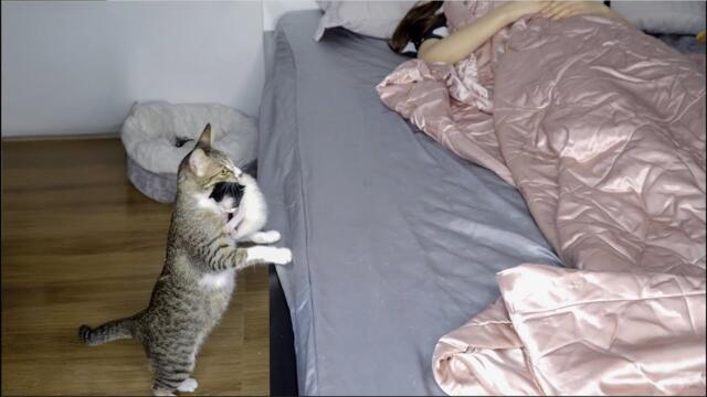 Cat Mom Happily Carries Her Kitten to Show Her Favorite Human!