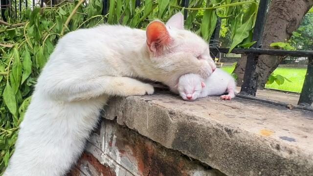Mother cat gently picked up her kitten, and after a moment, she allowed us to show our care.