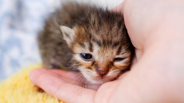 Tiny Kitten Gone: 4 Siblings Fight to Survive at 12 Days Old