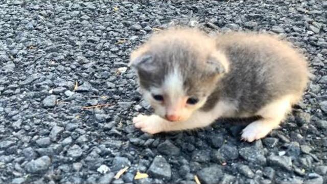 Mother cat Adopts orphaned hungry baby kitten