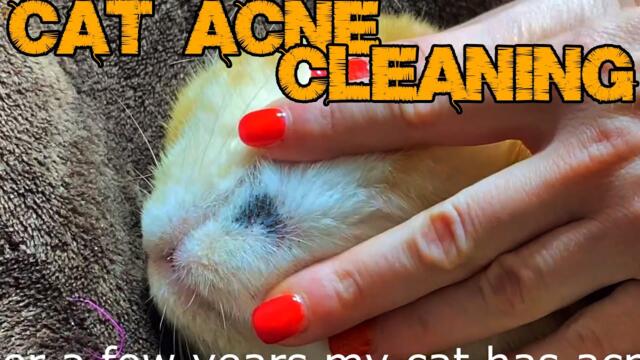 Allergic Cat Acne Cleaning
