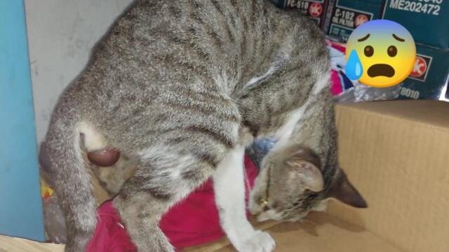 POOR STRAY CAT GIVING BIRTH IN OUR DIRTY SHOP 😭❤️ | M&M's
