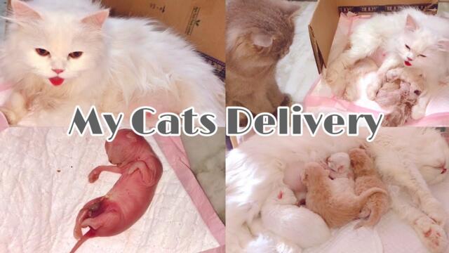My CATS DELIVERY Vlog😻😺❤️Cat giving birth to 5 kittens | We Lost Our Kitten😔😢|Farhana's Feast
