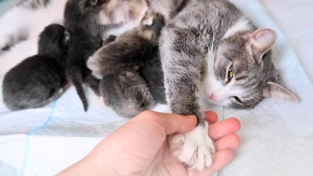 CAT GIVES BIRTH! | Part 2 of Lady's story